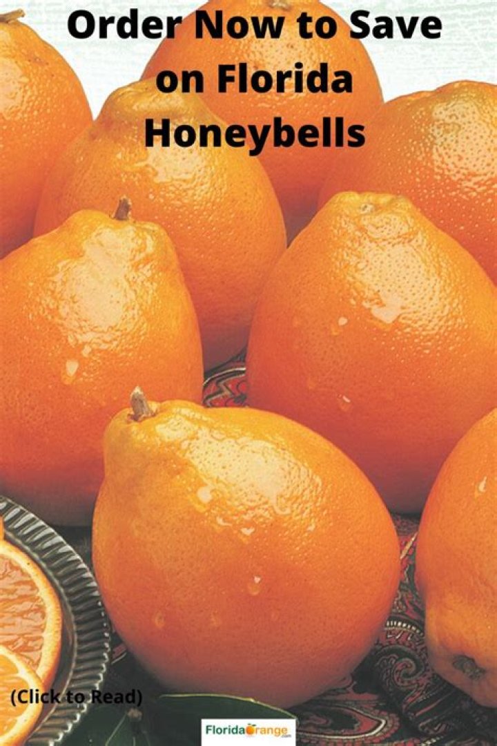 What is a Florida Honeybell?