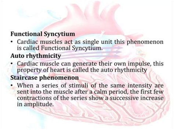 What is a functional Syncytium for the heart?