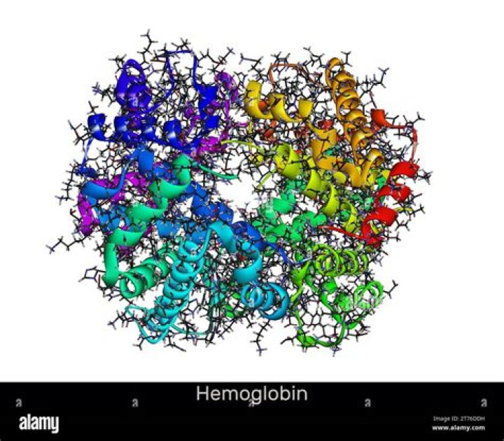 What is a hemoglobin molecule?