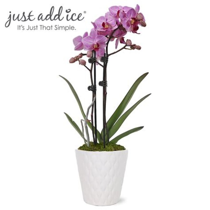 What is a Just Add Ice Orchid?