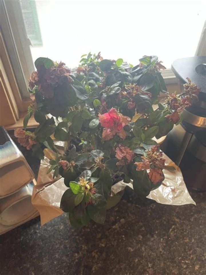 What is a keepsake azalea?