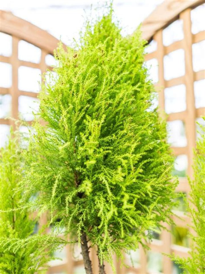 What is a lemon cypress tree?