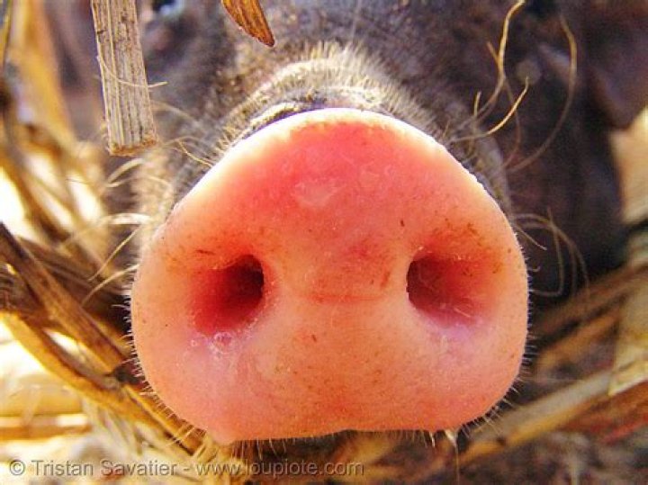 What is a pig’s snout called?