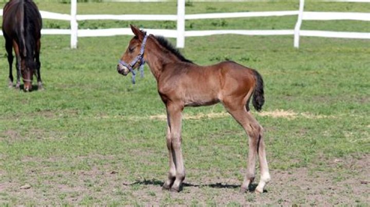 What is a PMU foal?
