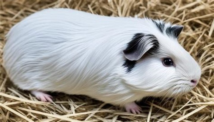 What is a roan guinea pig?