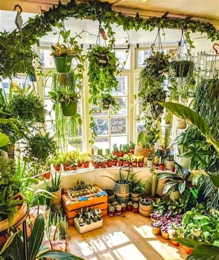 What is a room filled with plants called?