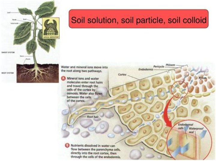 What is a soil colloid?