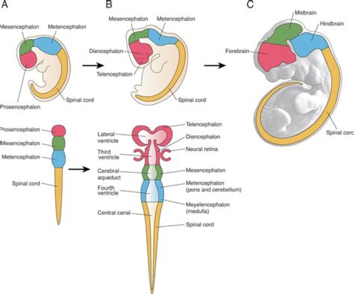 What is a Somite in embryology?