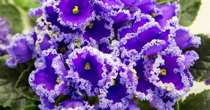 What is a Trailing African Violet?