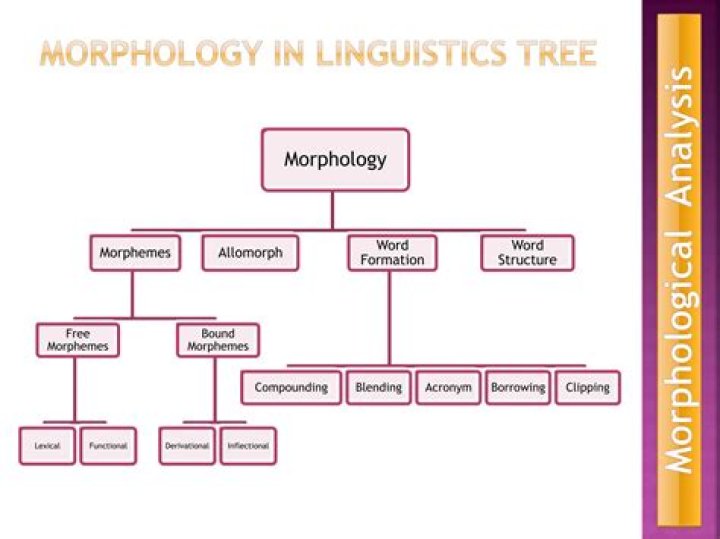 What is a tree diagram in linguistics?