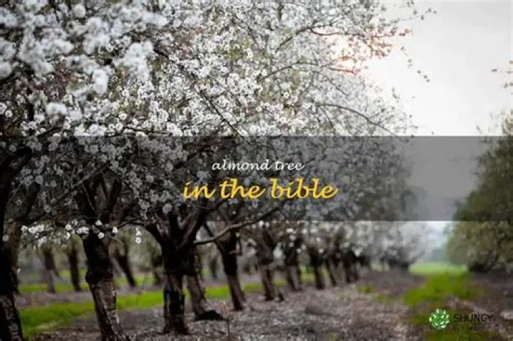 What is almond tree in the Bible?