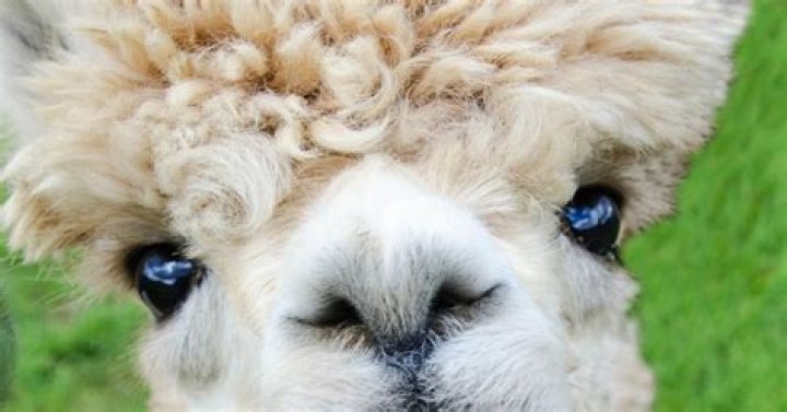 What is alpaca wire?