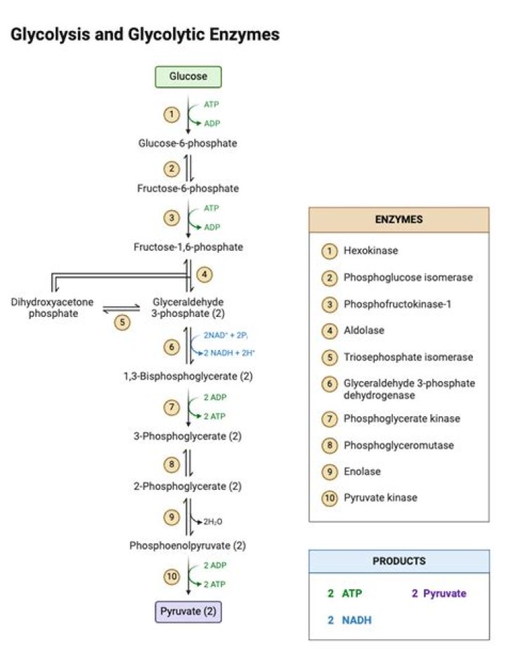 What is an end product of glycolysis?
