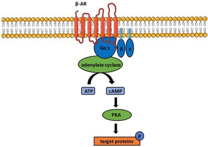 What is an example of a stimulatory protein?