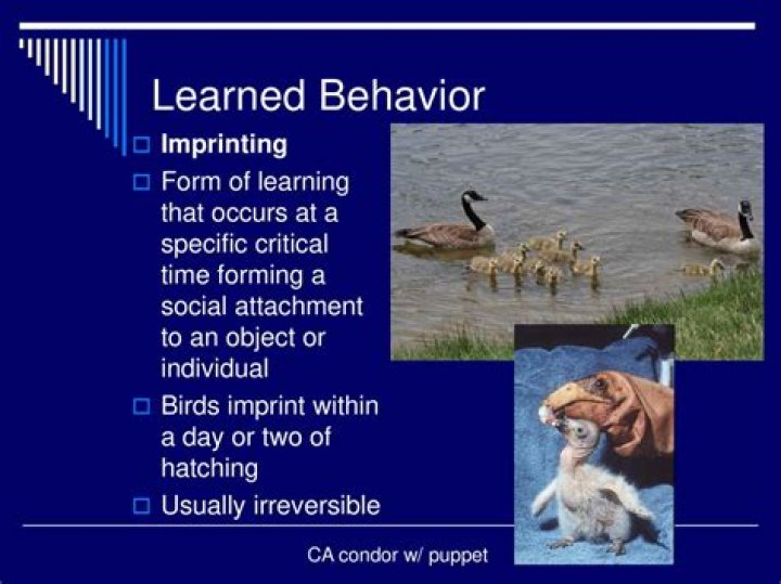 What is an example of learned behavior in animals?
