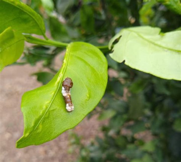 What is eating my Meyer lemon tree leaves?