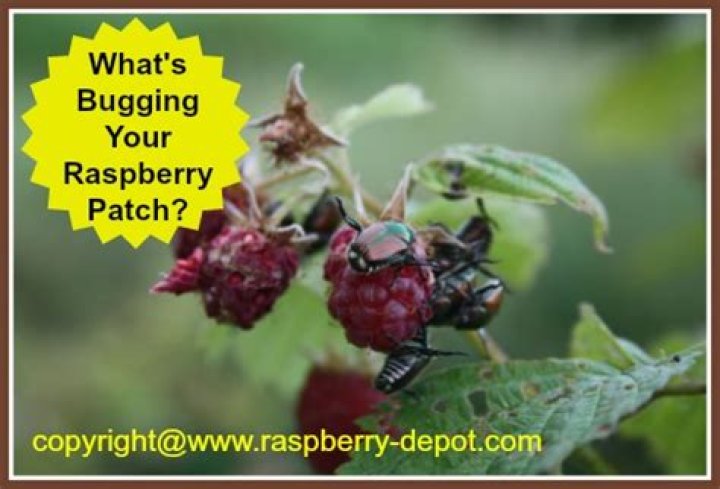 What is eating my raspberry bushes?