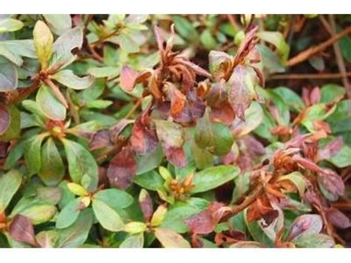 What is eating the leaves on my rhododendron?