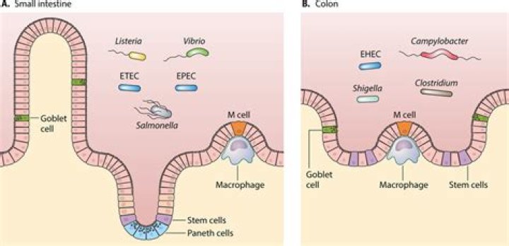 What is enteric isolation?