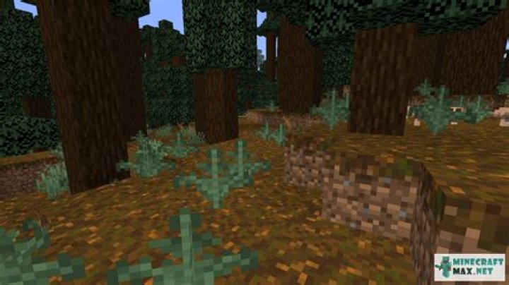 What is Fern in Minecraft?