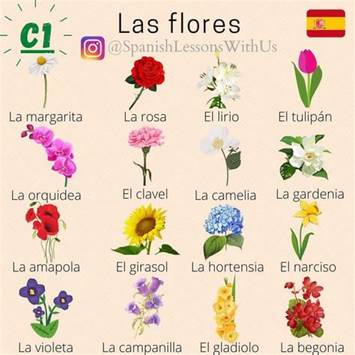 What is Flower Spanish?