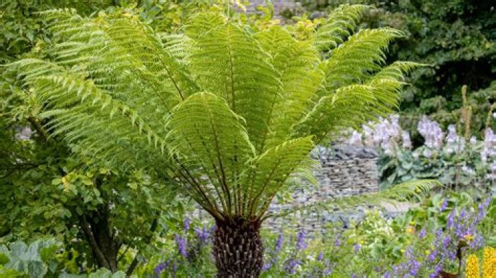 What is giant fern?