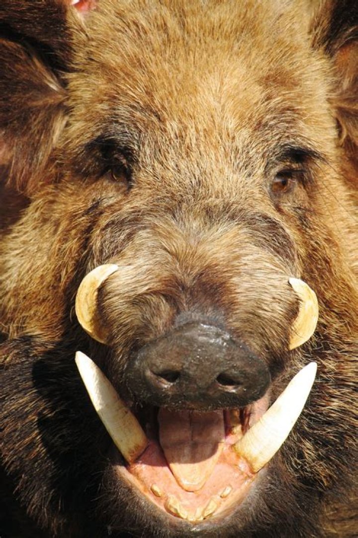 What is hog scalding?