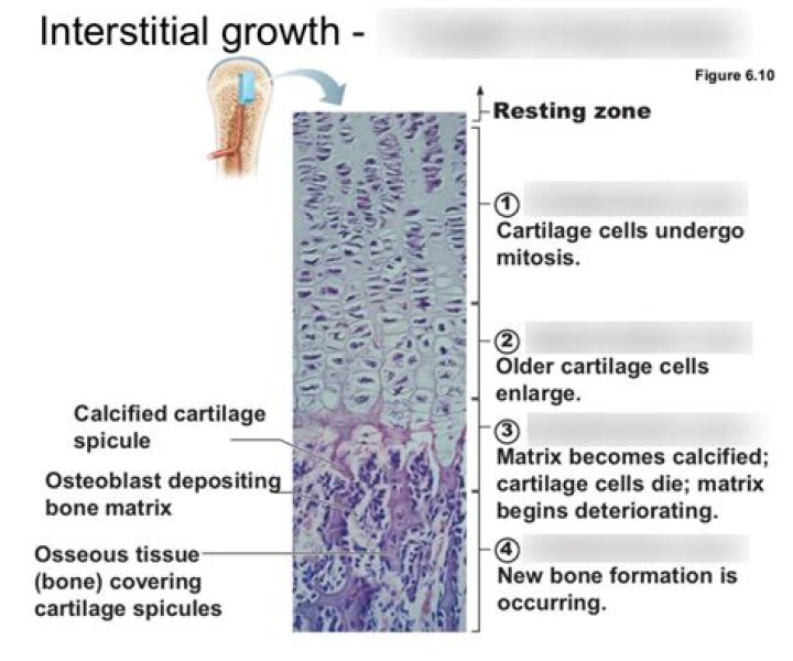 What is interstitial bone growth?