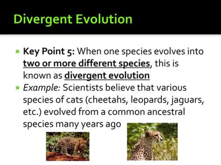 What is it called when one species evolves into many?