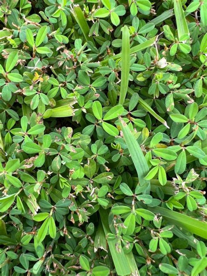 What is Japanese clover?