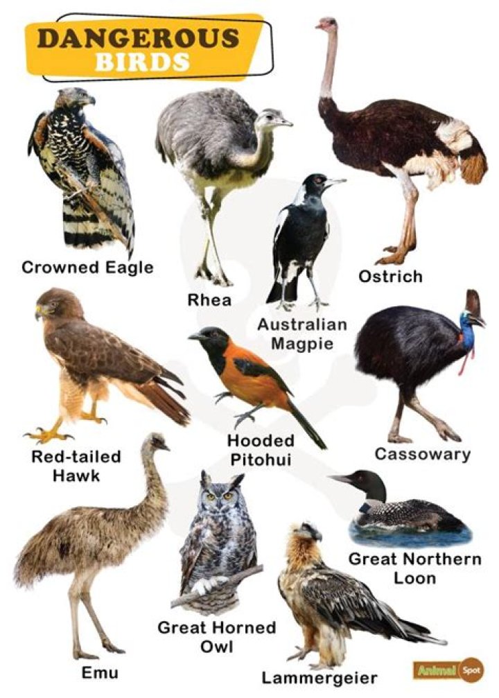 What is Maleficent’s bird’s name?