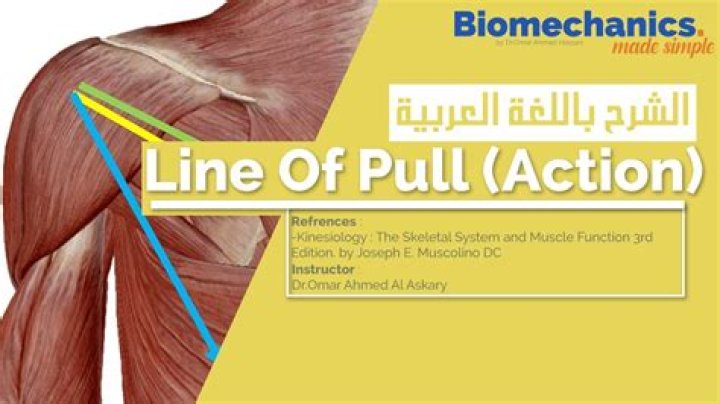 What is Muscle line of pull?