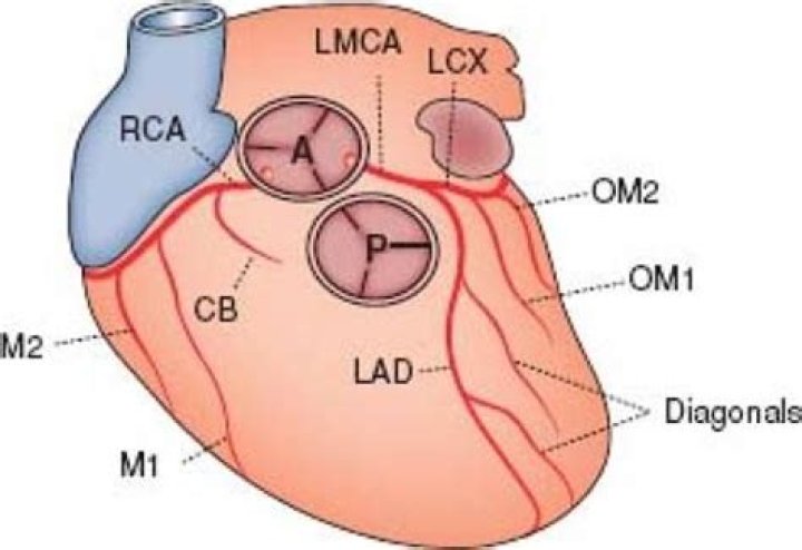 What is om1 in the heart?