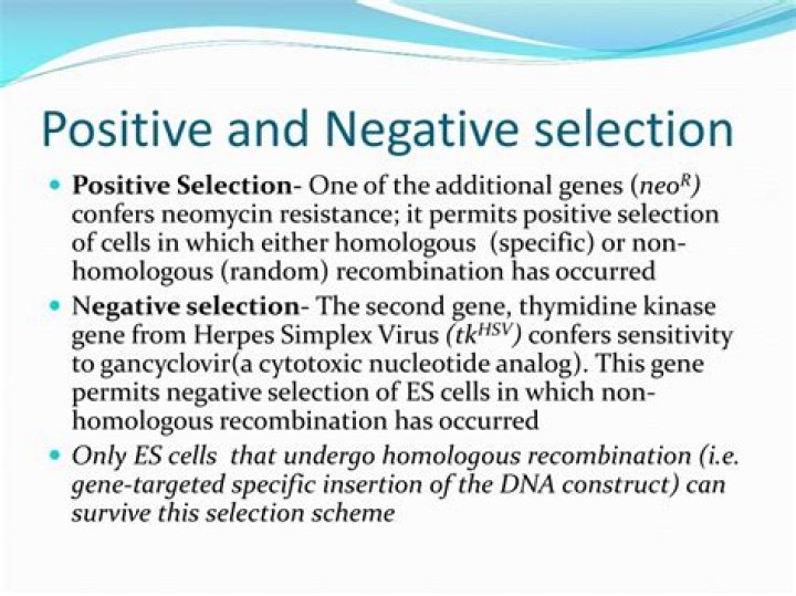 What is positive selection and negative selection?