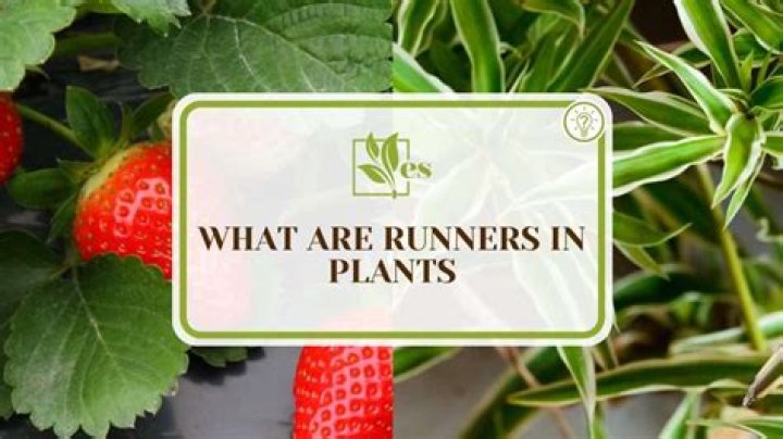 What is runners in plants?