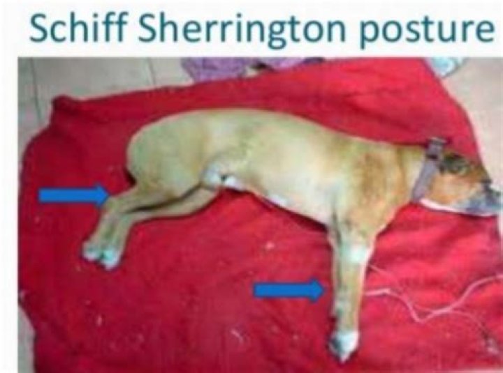 What is Schiff Sherrington?
