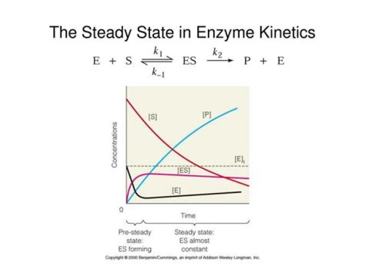What is steady state enzyme kinetics?