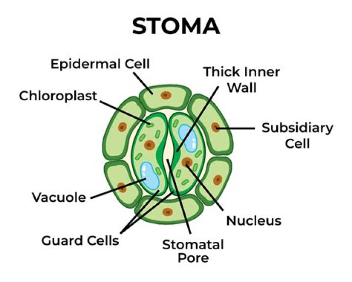 What is stomata diagram?
