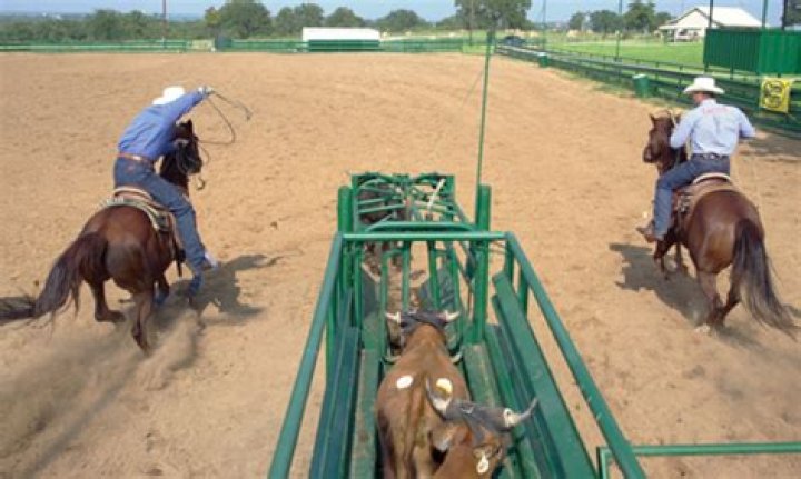 What is the barrier in team roping?