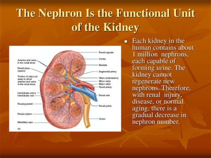 What is the basic functional unit of the kidney?