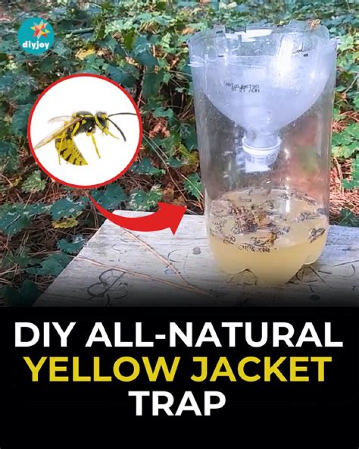 What is the best bait for a yellow jacket trap?