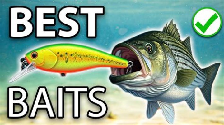What is the best bait for stripers?