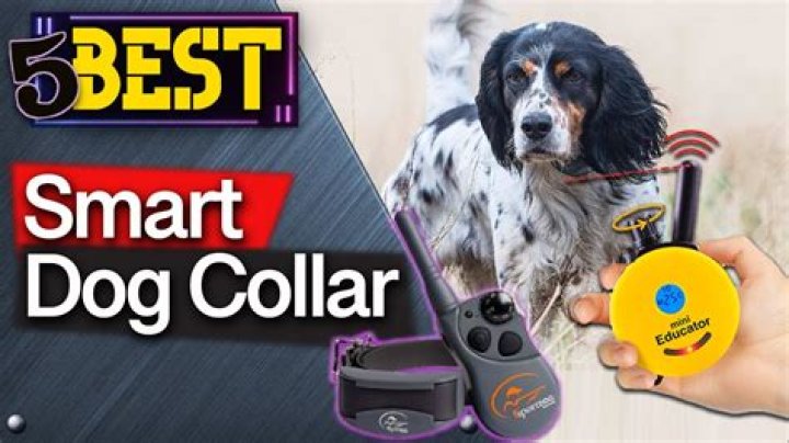 What is the best e collar for dogs?