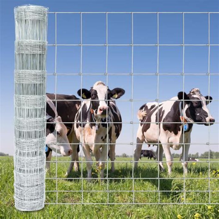 What is the best fence for cows?