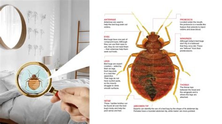 What is the best heater to kill bed bugs?
