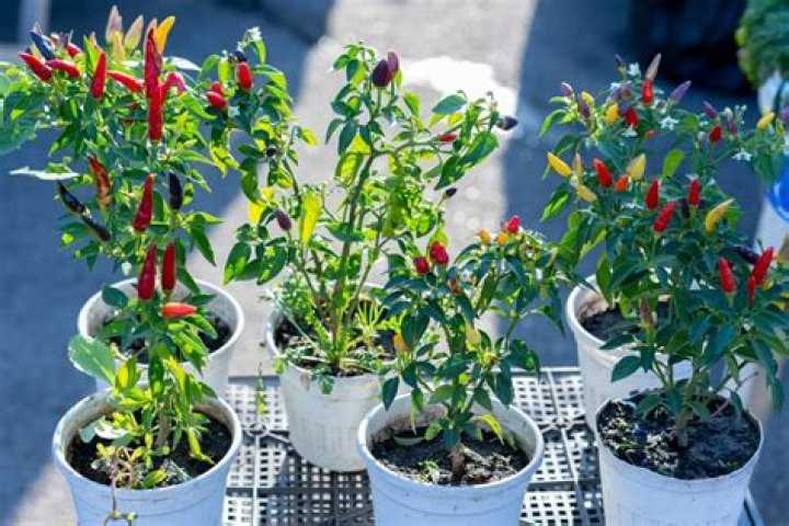 What is the best soil for hot peppers?