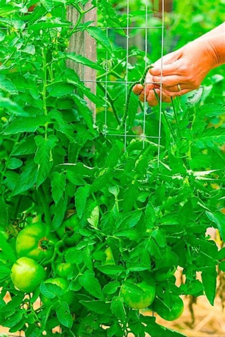 What is the best way to hold up tomato plants?