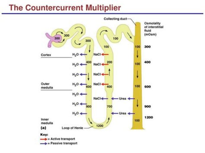 What is the countercurrent multiplier in the urinary system?