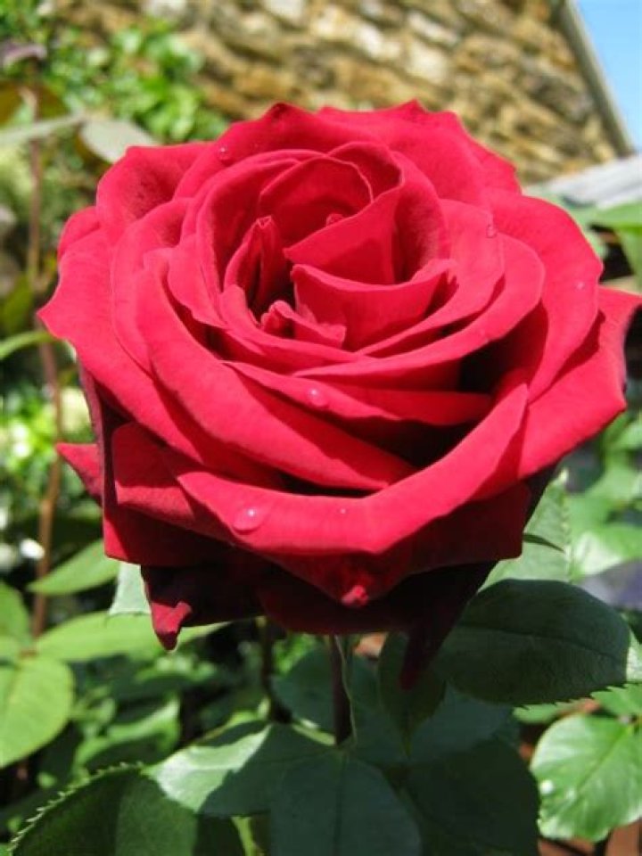 What is the darkest red rose?