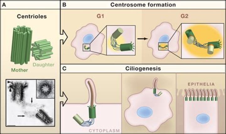 What is the definition of centrioles in biology?